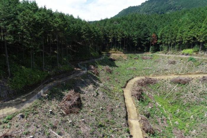 主伐・再造林(植栽、獣害防護柵設置)伐採後の林地には苗木が植栽されています。奥にフェンスのように見えるのは獣害防護柵で、苗木をシカの食害から守ります。