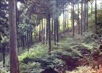 県営林1