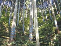 県営林2