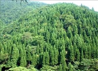 県営林3