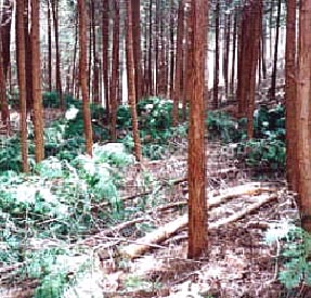 整備直後の写真