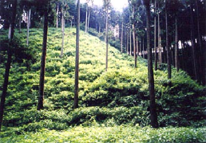 整備後の写真