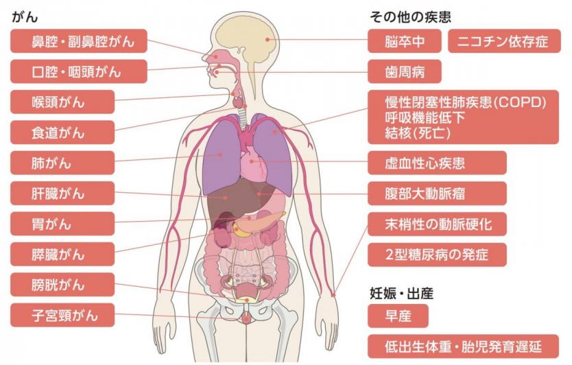 「喫煙と健康」リーフレット(国立がん研究センター作成)「たばこを吸っている本人はこんな病気になりやすくなる」より引用