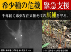 千年前から継承される希少な在来種そばの原種を守り続けてきましたが
