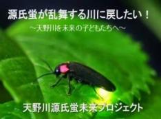 米原市・長岡(旧山東町)天野川周辺を特別天然記念物「源氏蛍」が舞う川に再生
