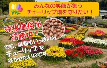 見るだけから、一緒に作るチューリップ畑。米原市のチューリップの春を子どもたちと