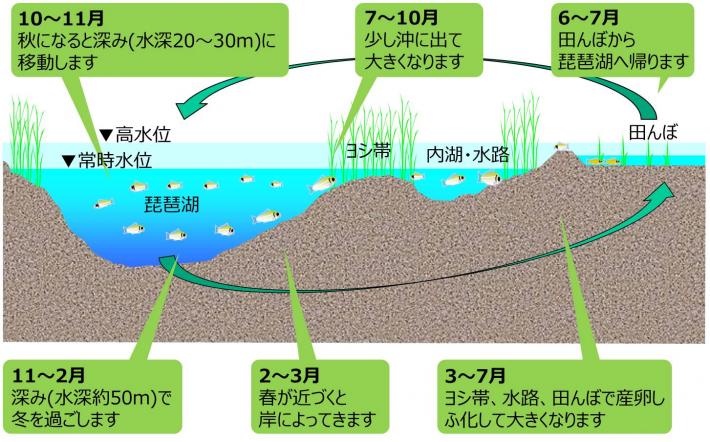 ニゴロブナの生活史の図解