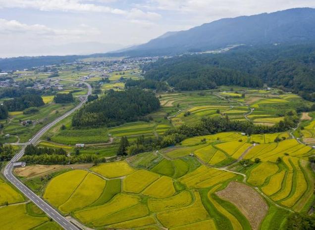 平尾の棚田2