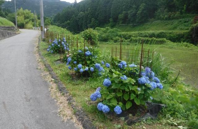 アジサイロード
