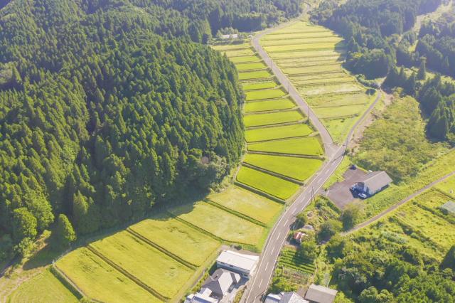 山女原の棚田