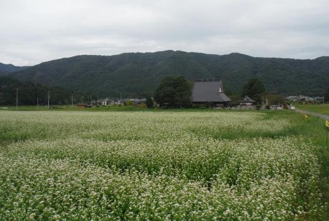 池原の棚田