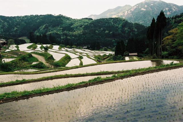 畑の棚田
