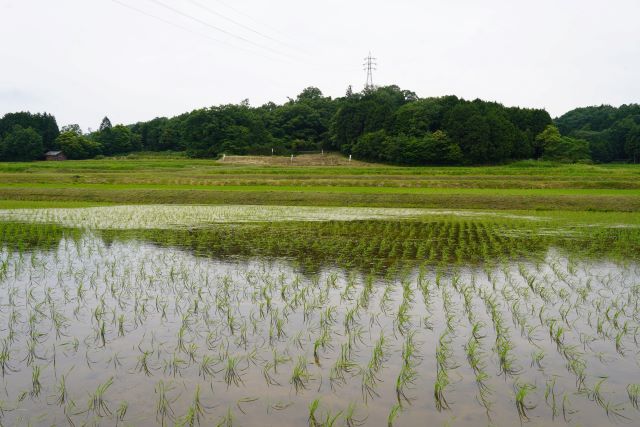 今郷の棚田3