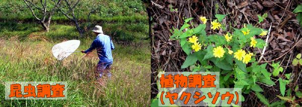 昆虫採集・直物調査