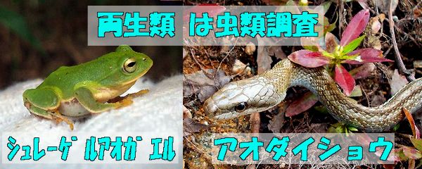 両生類・は虫類調査