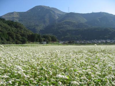 2019年に滋賀県で近江牛に続いてGI(地理的表示)に登録された伊吹そば