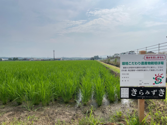 きらみずき栽培ほ場