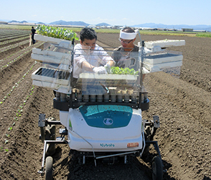 キャベツ苗の機械定植作業