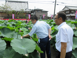 「大日堂の妙連鑑賞会」に参加しハスを視察