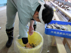 鮒ずしをつける