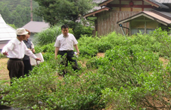 政所茶の茶樹を視察