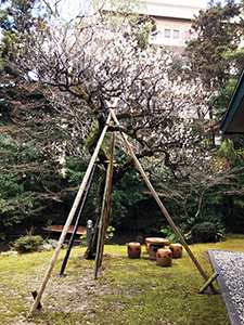 公館の梅の花
