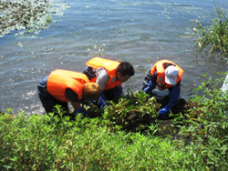 守山市赤野井湾の内湖から草津市矢橋までの間のオオバナミズキンバイの対策とその成果、キラリ通信今後の課題に関する現場を視察