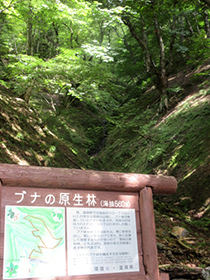 ブナの原生林を視察