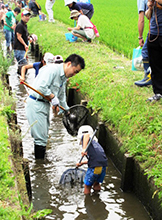 子どもたちと一緒に魚道に入って魚をつかむ様子