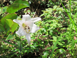 ササユリの花