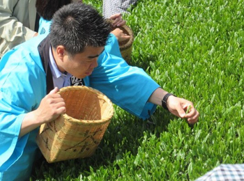 新茶を摘む様子
