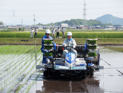 乗用田植機に乗っての田植え