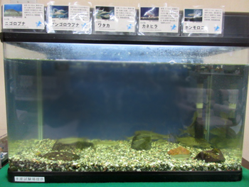 秘書課の魚たち