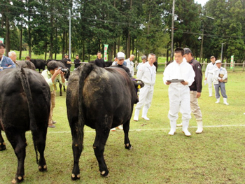 「第62回近畿東海北陸連合肉牛共進会」県内集合審査を視察1