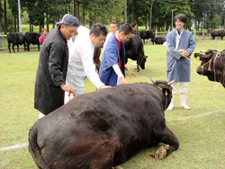 「第62回近畿東海北陸連合肉牛共進会」県内集合審査を視察2