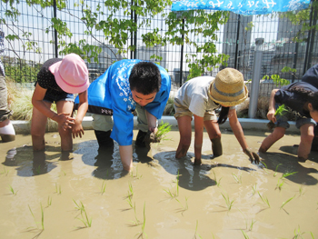 小学生らとともに近江米『みずかがみ』を手植え