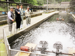 醒井養鱒場の養殖施設等を視察