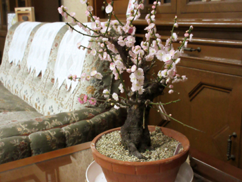盆梅展で購入した梅の花が咲き始めました