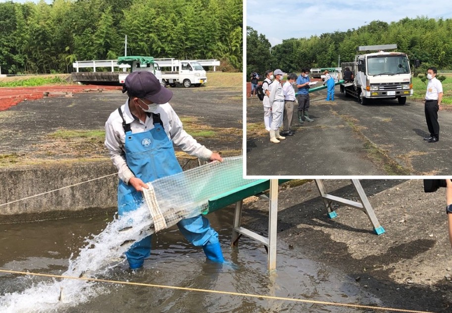 人工河川へのアユ放流