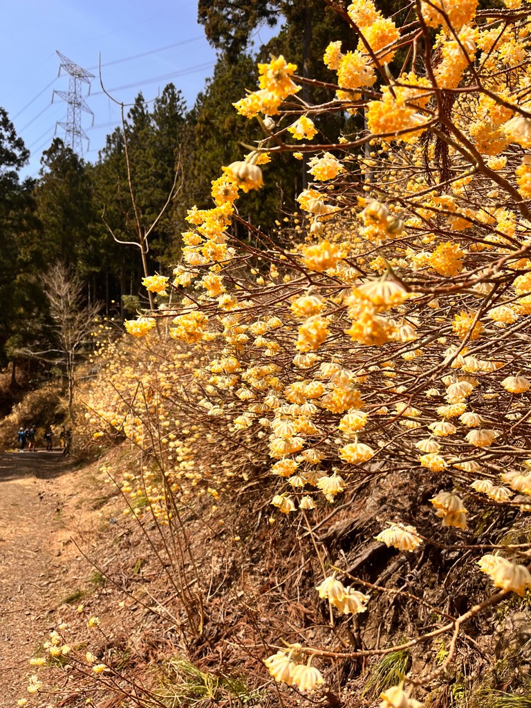 登山道のすぐそばにミツマタが咲く