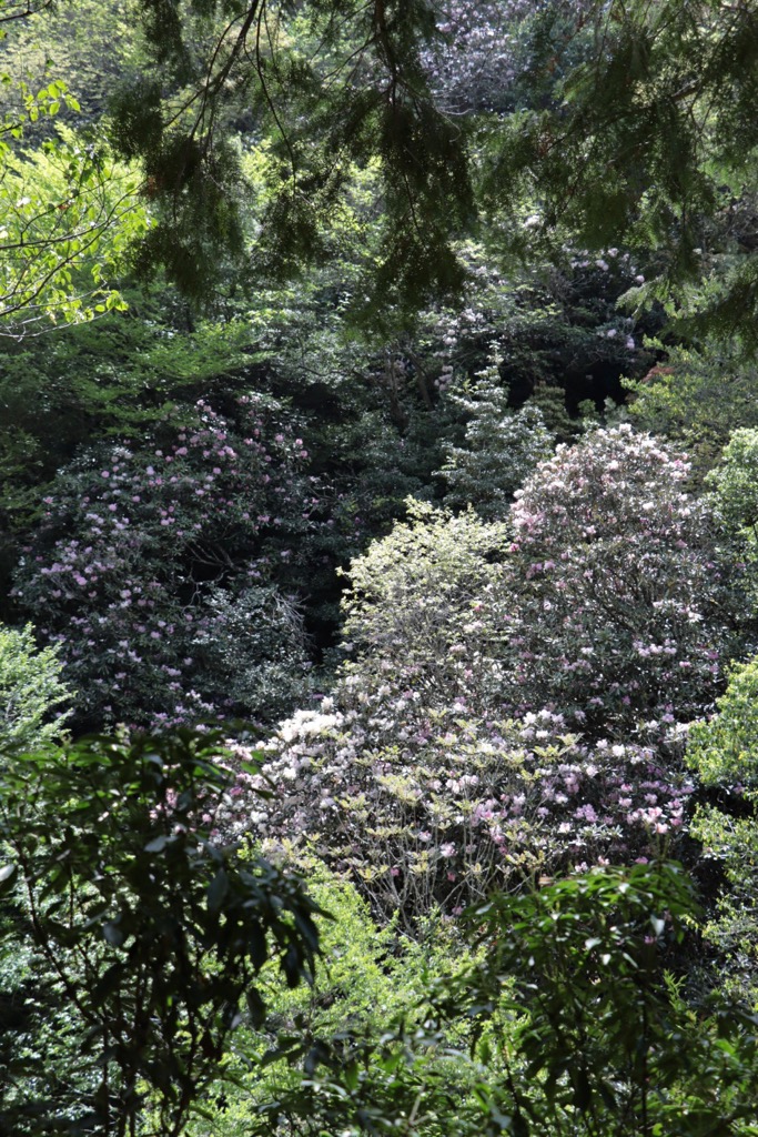 全景