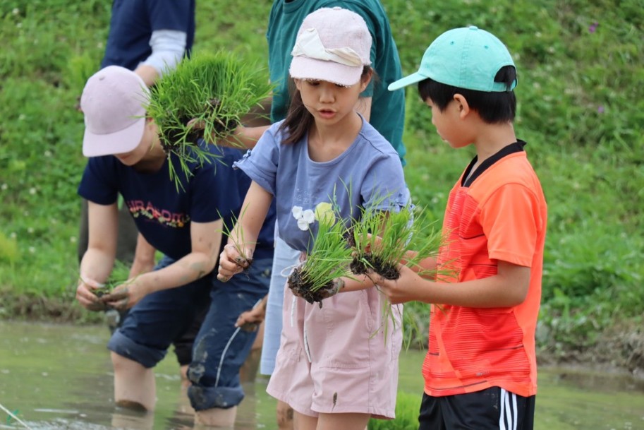 田植えの様子4